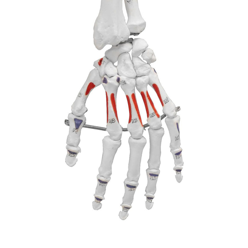 Replica Human Skeleton With Muscles Hanging Full Size - 66"