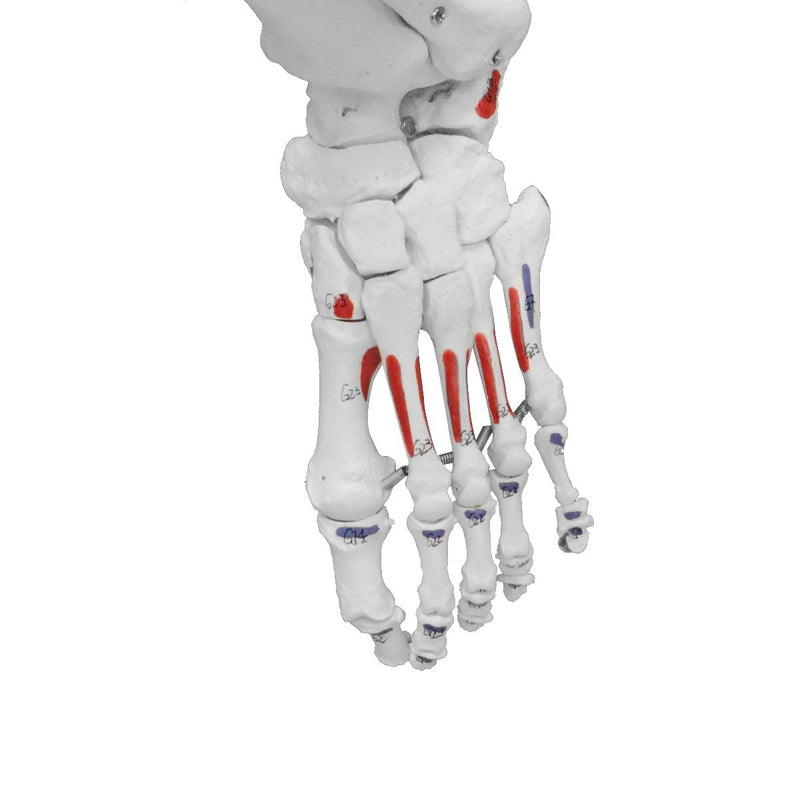 Replica Human Skeleton With Muscles Hanging Full Size - 66"