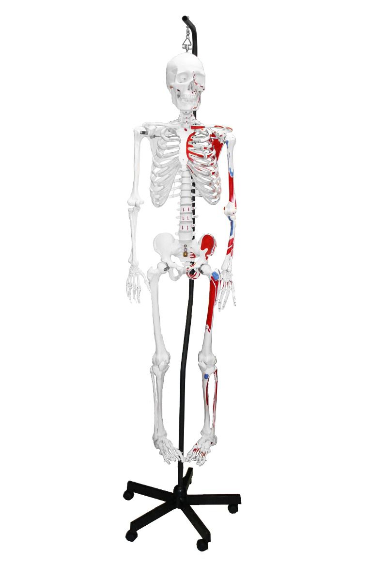 Replica Human Skeleton With Muscles Hanging Full Size - 66"