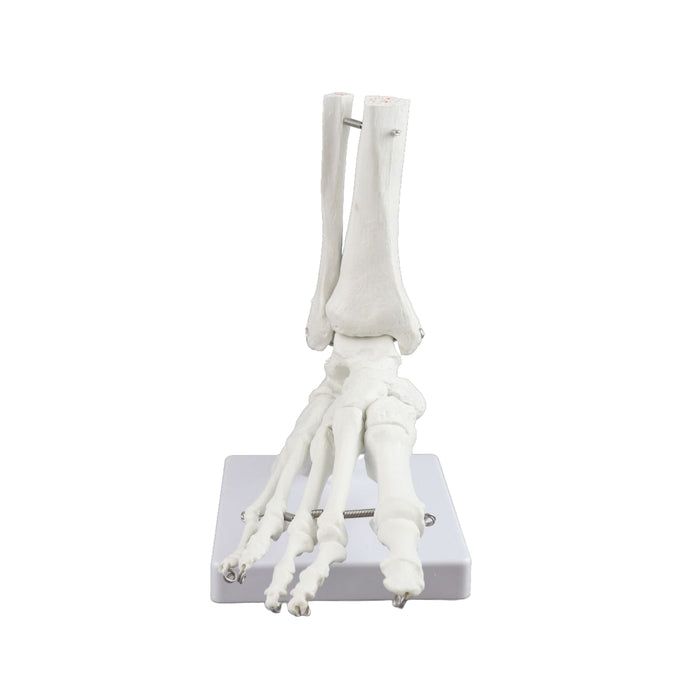 Replica Right Human Foot - Economy