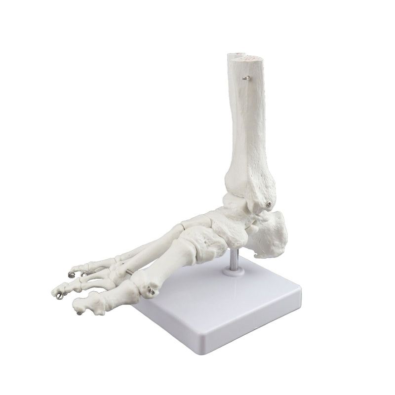 Replica Right Human Foot - Economy
