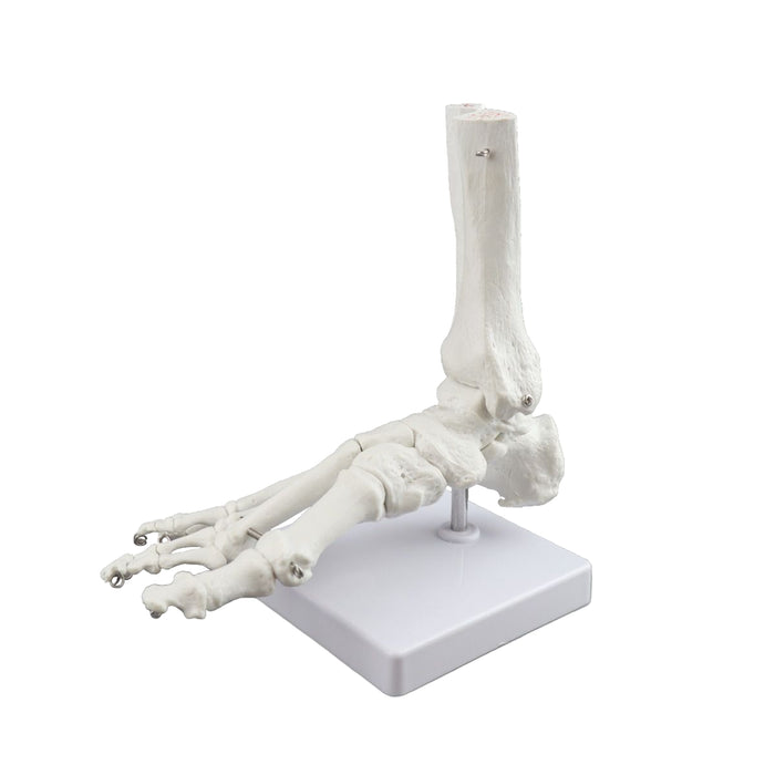 Replica Right Human Foot - Economy