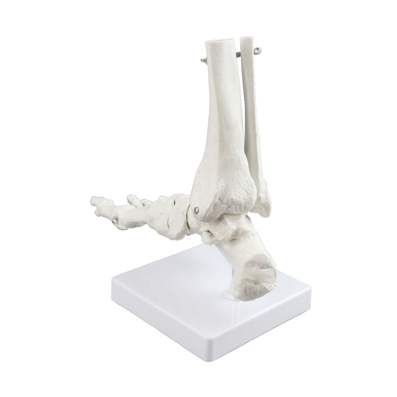 Replica Right Human Foot - Economy