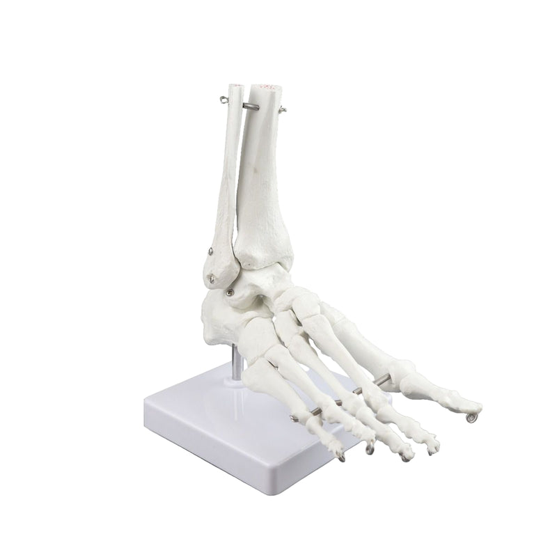 Replica Right Human Foot - Economy