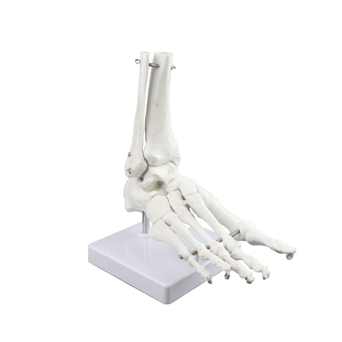 Replica Right Human Foot - Economy