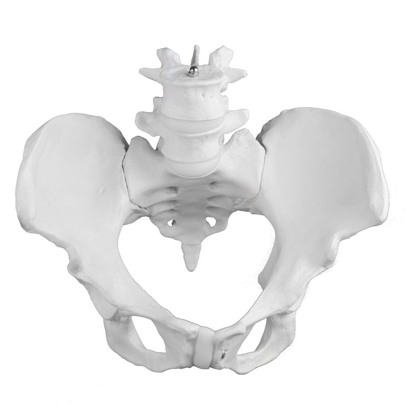 Replica Human Male Pelvis - Economy