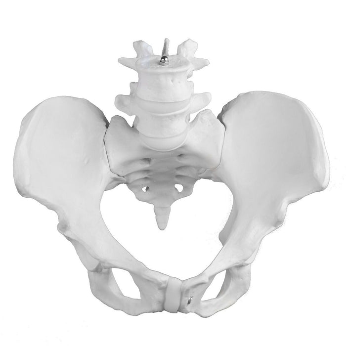 Replica Human Male Pelvis - Economy