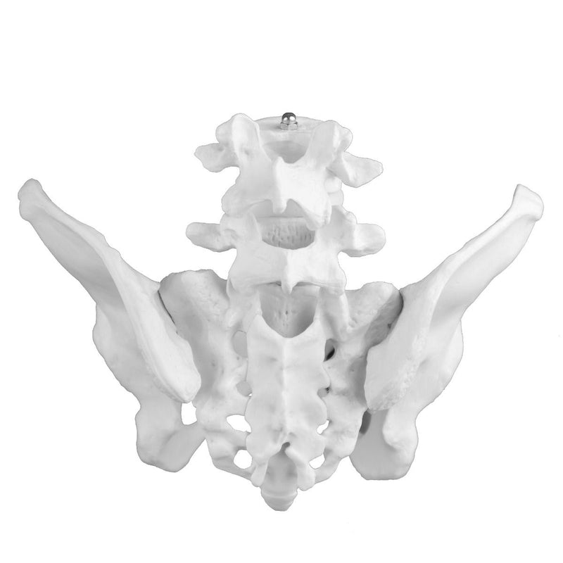 Replica Human Male Pelvis - Economy