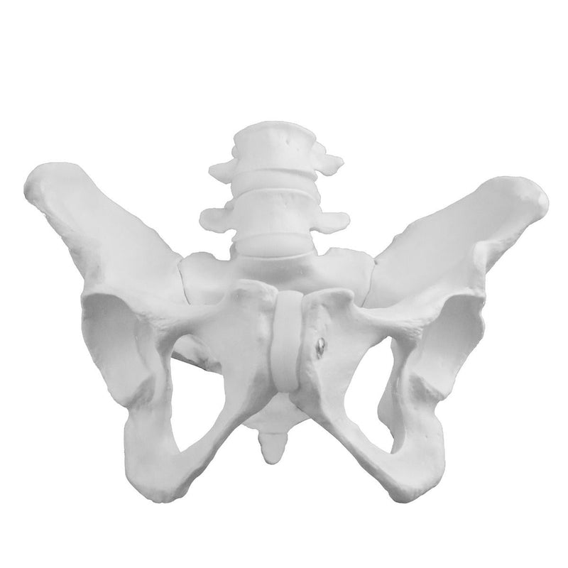 Replica Human Female Pelvis - Economy