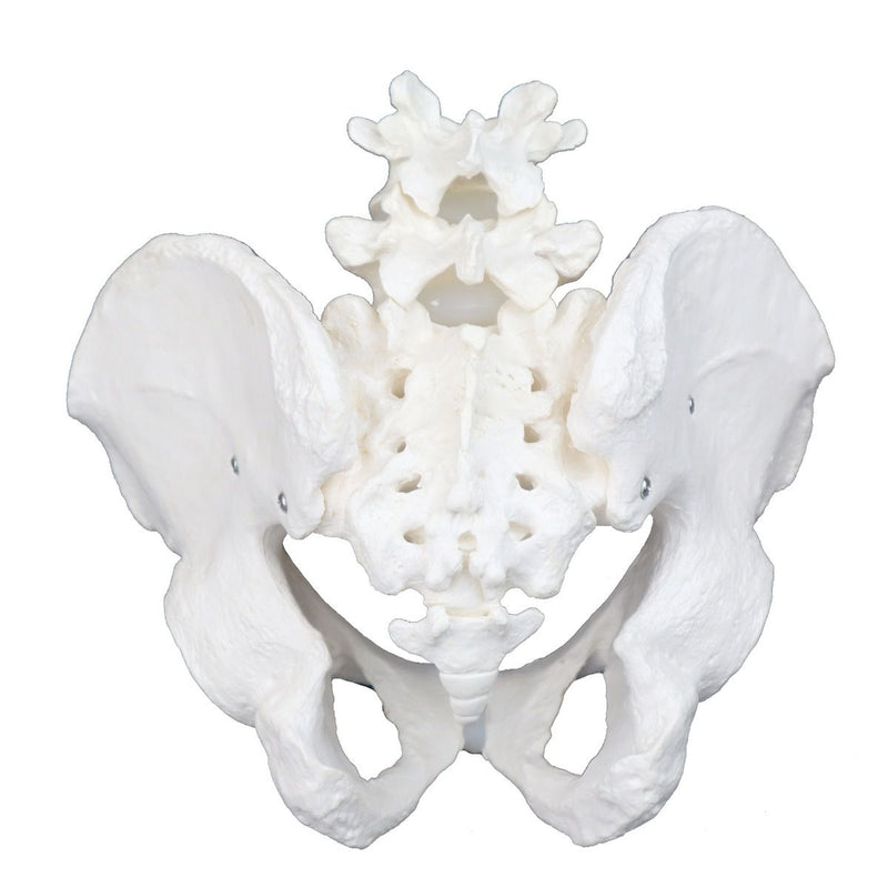 Replica Human Male Pelvis - Economy