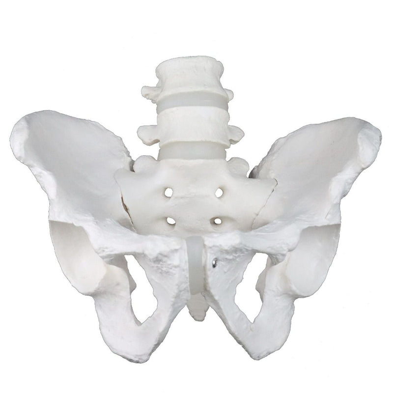 Replica Human Male Pelvis - Economy