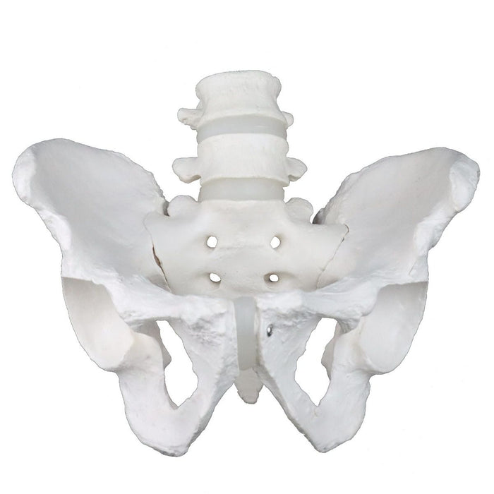 Replica Human Male Pelvis - Economy