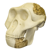 Replica Meganthropus Skull