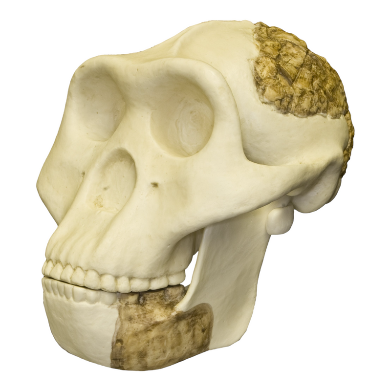 Replica Meganthropus Skull