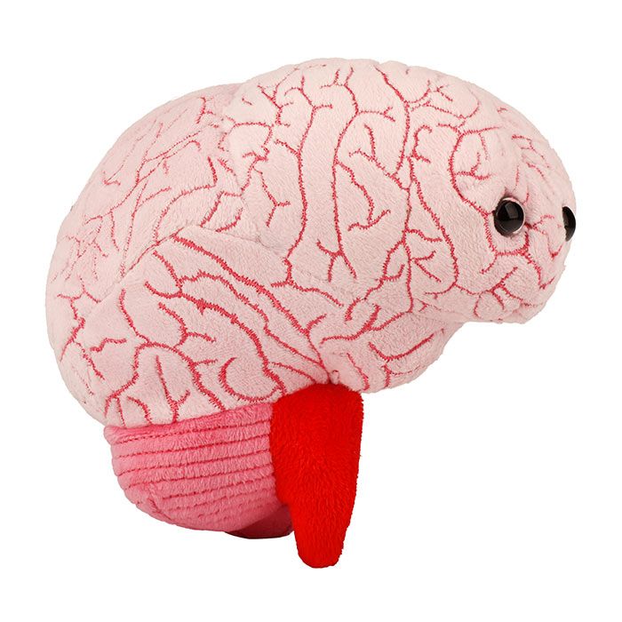 Giant Microbes Brain For Sale — Skulls Unlimited International, Inc.