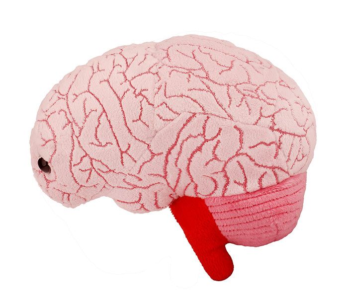 Giant Microbes Brain For Sale — Skulls Unlimited International, Inc.