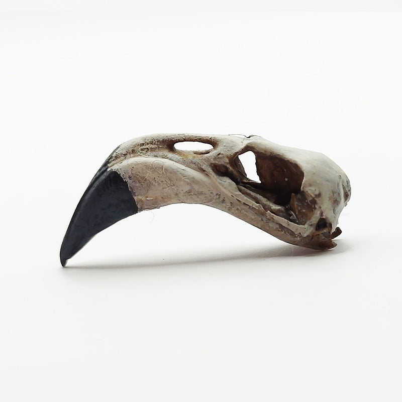 American Flamingo Skull Replica - 1:6 Scale