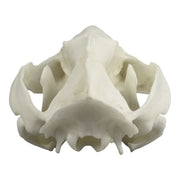 Replica American Opossum Skull - Economy