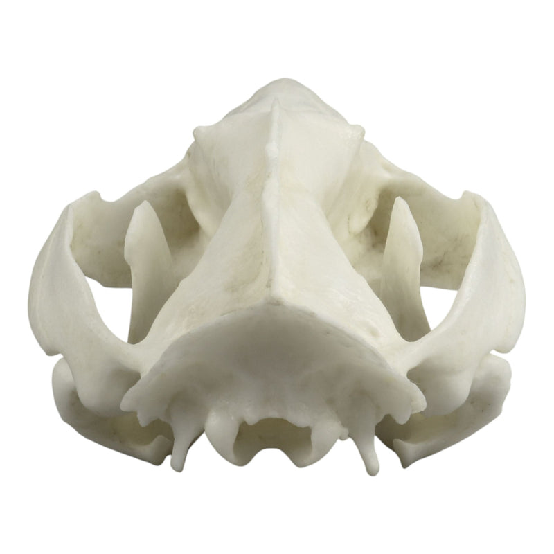 Replica American Opossum Skull - Economy