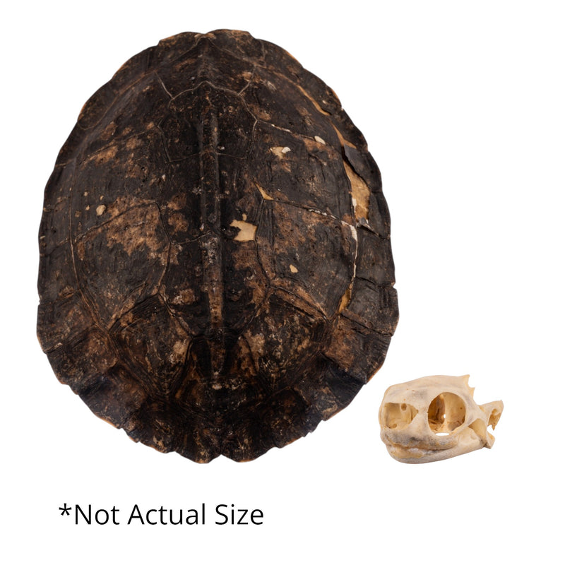Spoot Shell Real Spot-legged Wood Turtle Skull and Shell For Sale — Skulls ...
