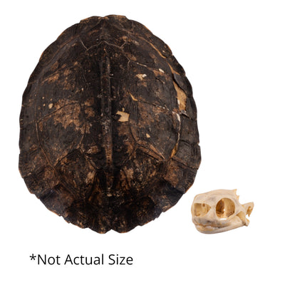 Real Spot-legged Wood Turtle Skull and Shell
