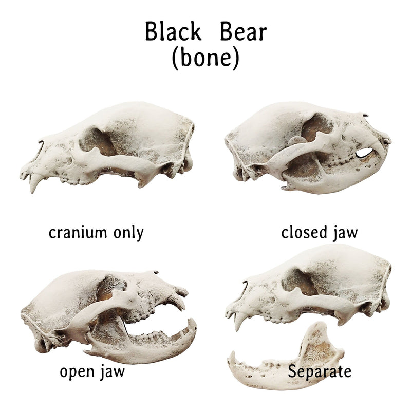 Black Bear Skull Replica - 1:12 Scale