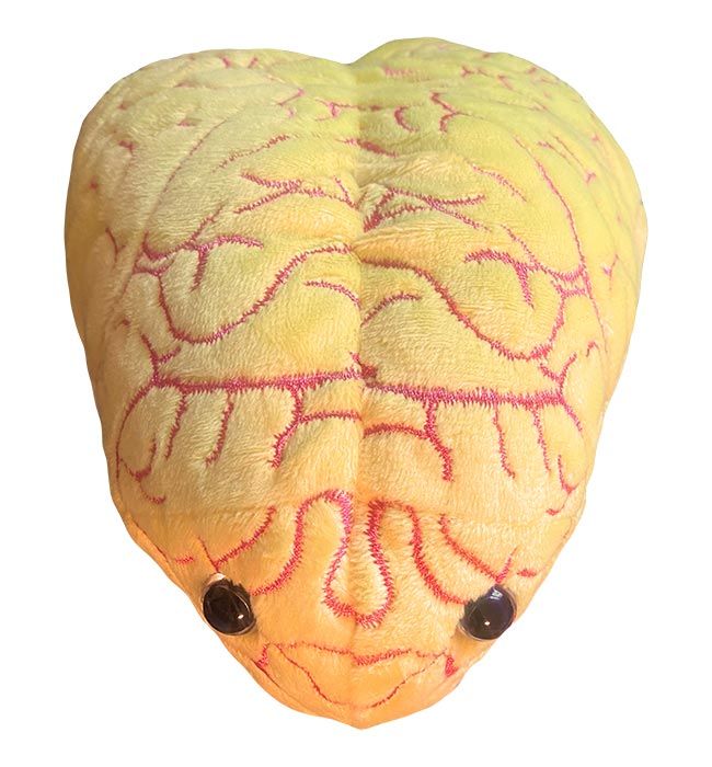 脳みそ  ミニチュア リーメント Giant Microbes Deluxe Anxiety Plush For Sale — Skulls Unlimited