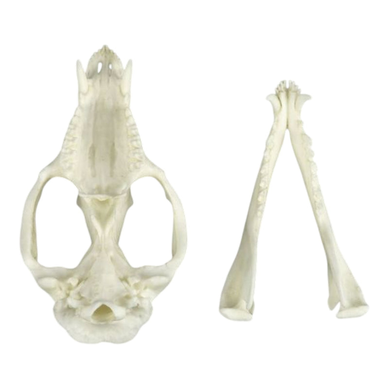 Replica American Opossum Skull - Economy