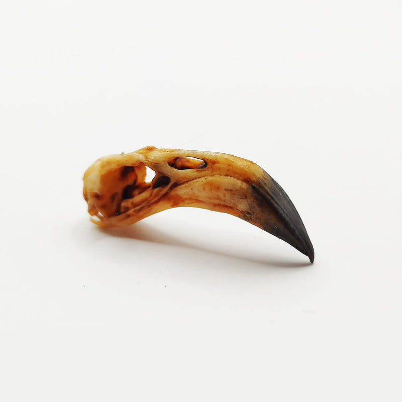 American Flamingo Skull Replica - 1:6 Scale