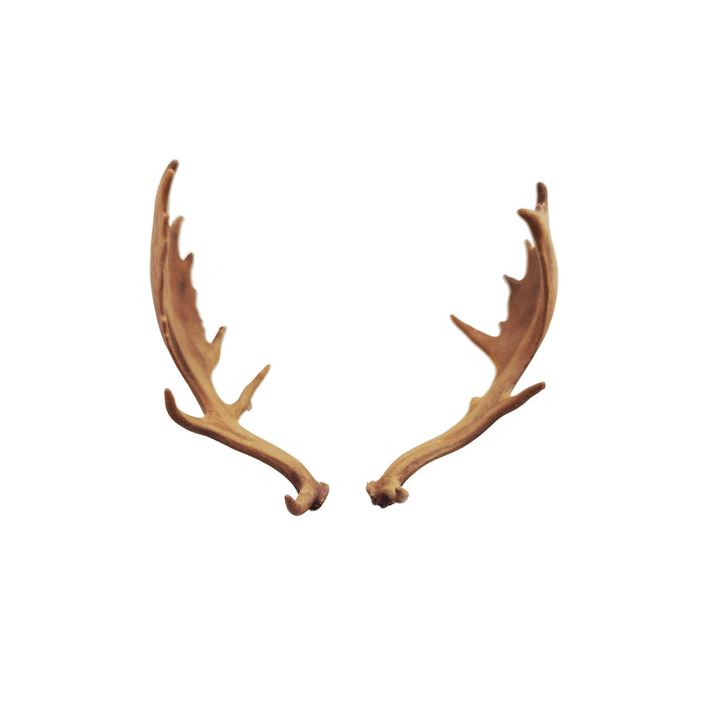 Fallow Deer Skull Replica - 1:12 Scale