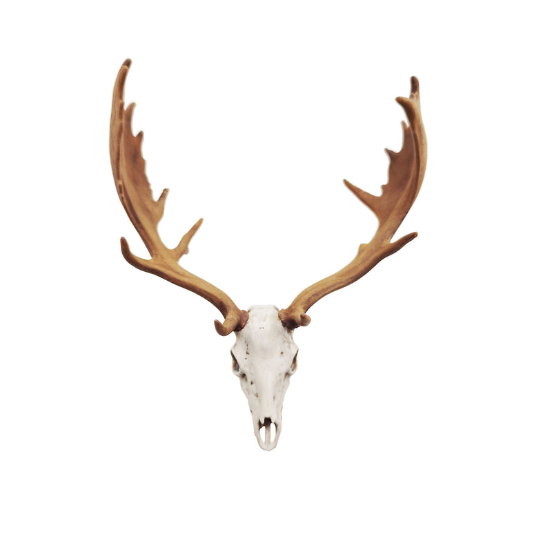 Fallow Deer Skull Replica - 1:12 Scale