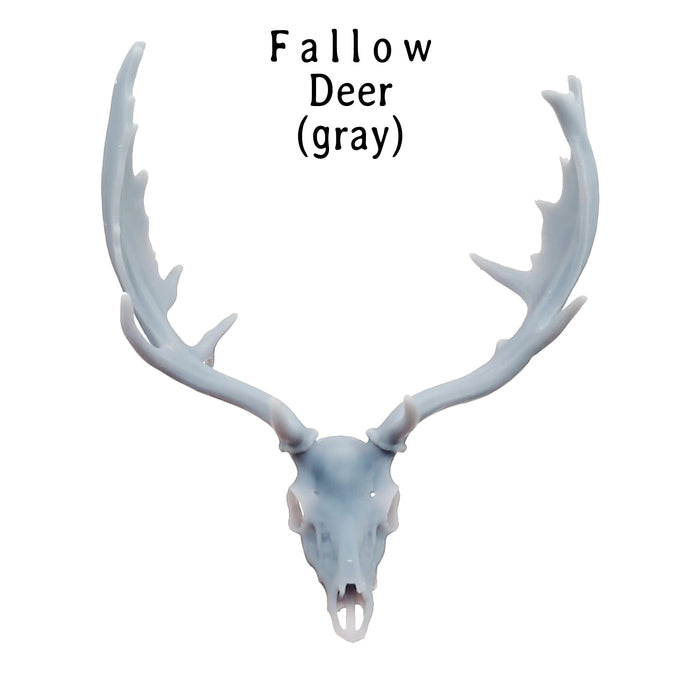 Fallow Deer Skull Replica - 1:12 Scale