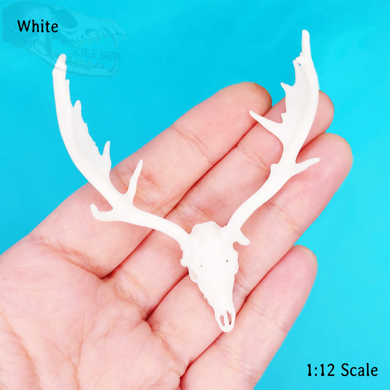 Fallow Deer Skull Replica - 1:12 Scale