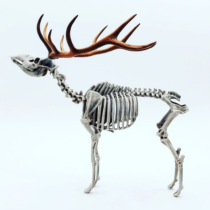 Red Deer Skeleton Replica - 1:18 Scale