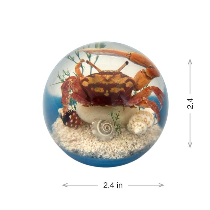 Real Fiddler Crab In Acrylic Globe