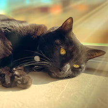 Sir Indiana Bones, the office cat, lying in a sunny window