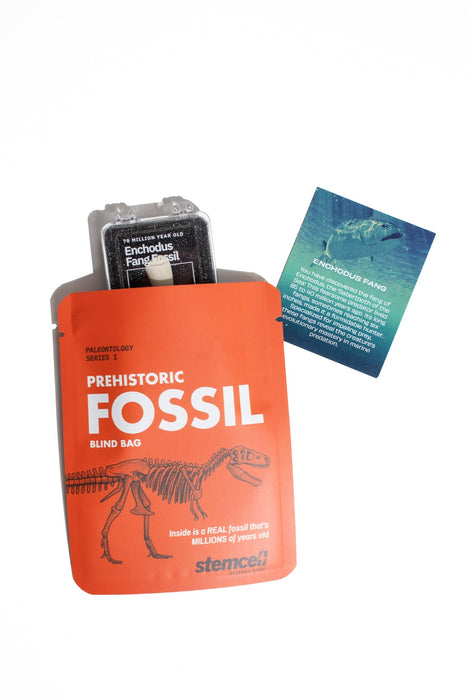 Fossil Specimen Blind Bag