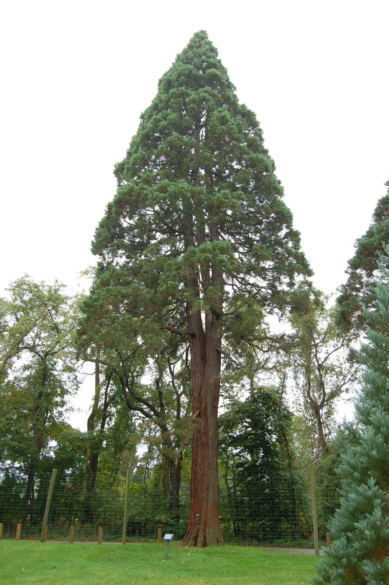 Giant Sequoia Seeds