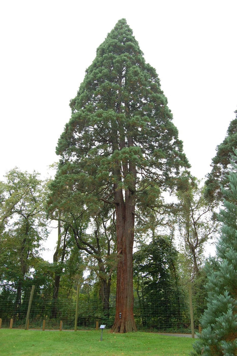 Giant Sequoia Seeds