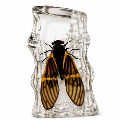 Tigroid Cicada Magnet