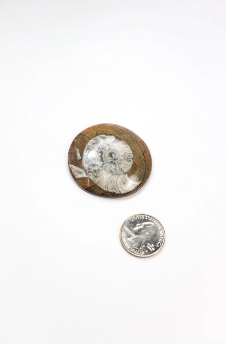 Goniatite Fossil