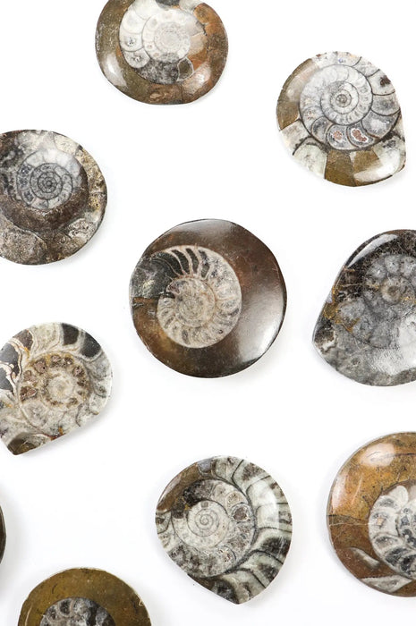 Goniatite Fossil