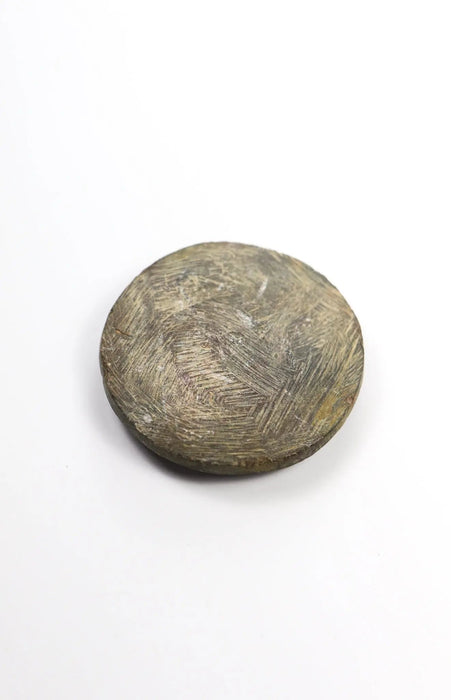 Goniatite Fossil