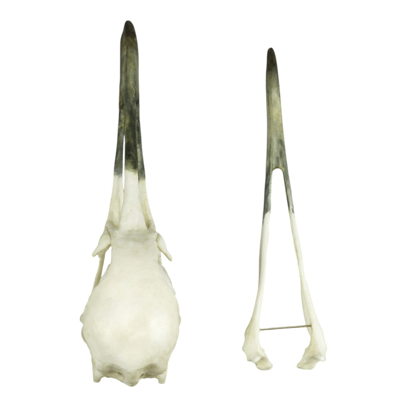 Replica Whooping Crane Skull