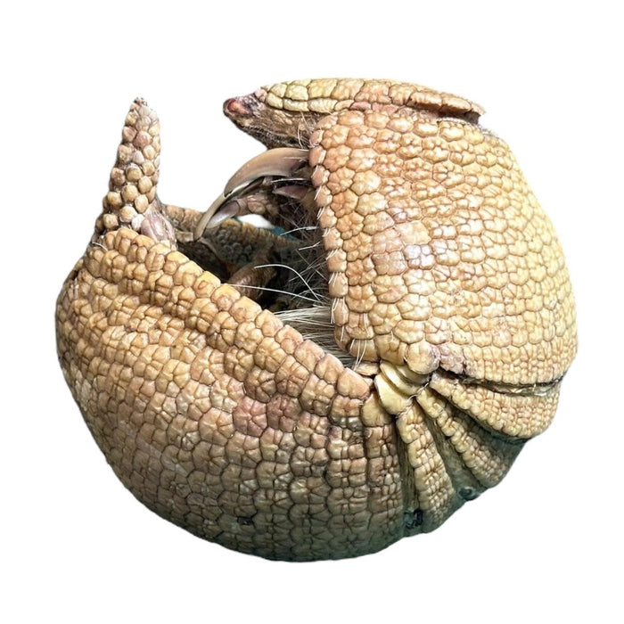 Real Freeze-dried Three-banded Armadillo - Curled