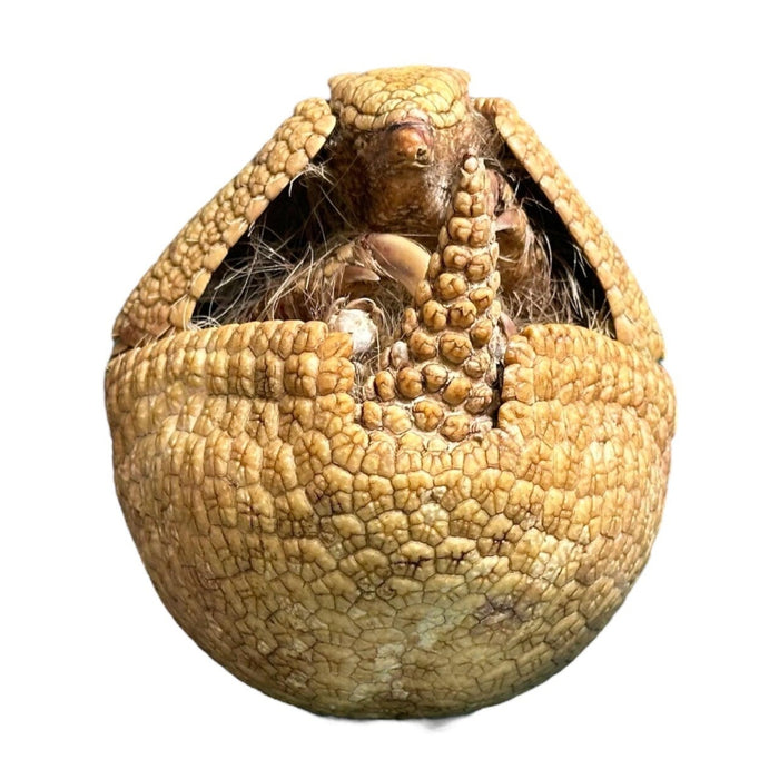 Real Freeze-dried Three-banded Armadillo - Curled