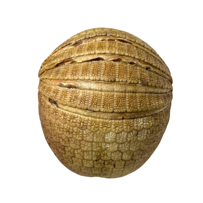 Real Freeze-dried Three-banded Armadillo - Curled