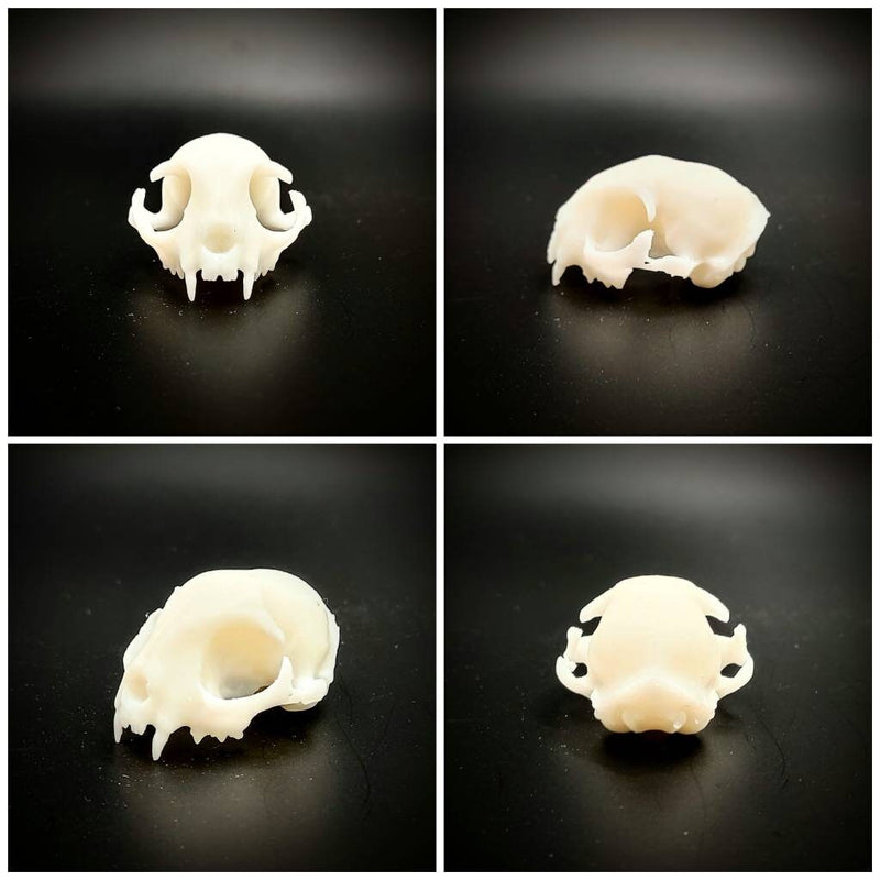 Cat Skull Replica - 1:6 Scale