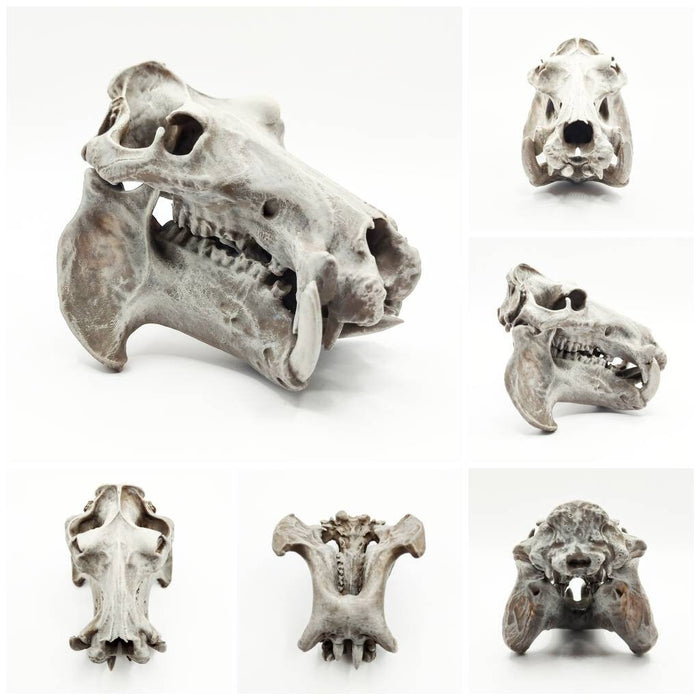 Hippo Skull Replica (Field Bones #37: Africa) 1:12 Scale Hippopotamus for diorama, miniature horror scenes,  dollhouse, curio cabinet (1 skull)