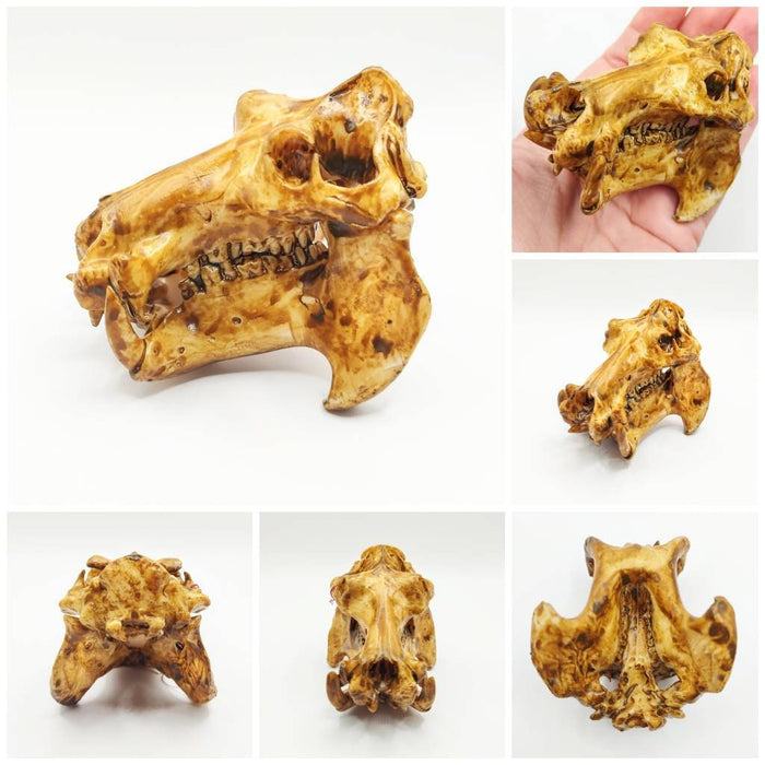 Hippo Skull Replica (Field Bones #37: Africa) 1:12 Scale Hippopotamus for diorama, miniature horror scenes,  dollhouse, curio cabinet (1 skull)